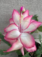 Spring Pink